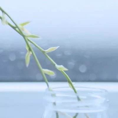 猫和老鼠应用宝下载qq登录